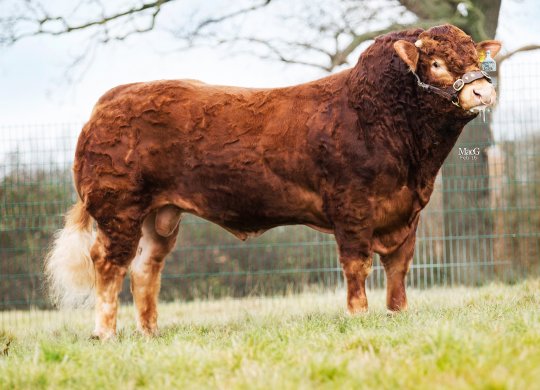 İthal Limousin Sperması