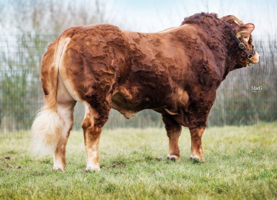 İthal Limousin Sperması