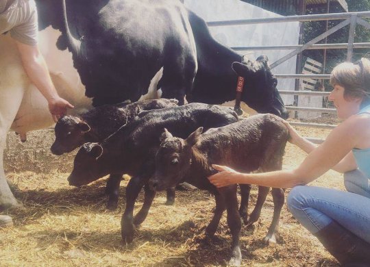 İthal Limousin Sperması