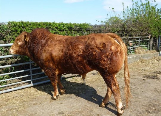 İthal Limousin Sperması
