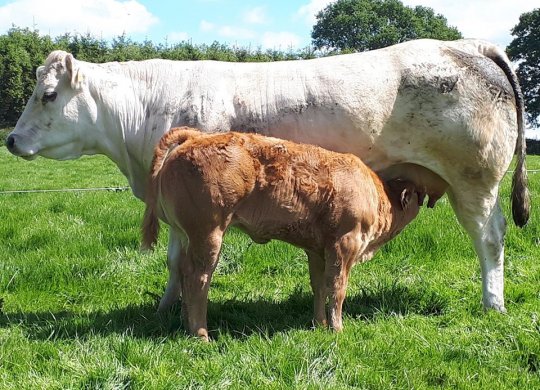 İthal Limousin Sperması