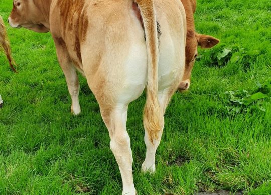 İthal Limousin Sperması