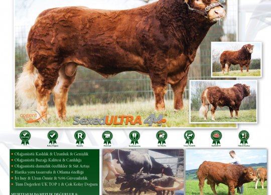 İthal Limousin Sperması