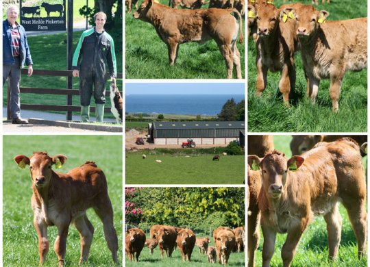 İthal Limousin Sperması