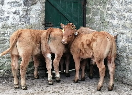 İthal Limousin Sperması