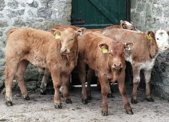 İthal Limousin Sperması