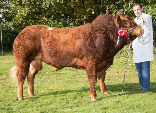 İthal Limousin Sperması