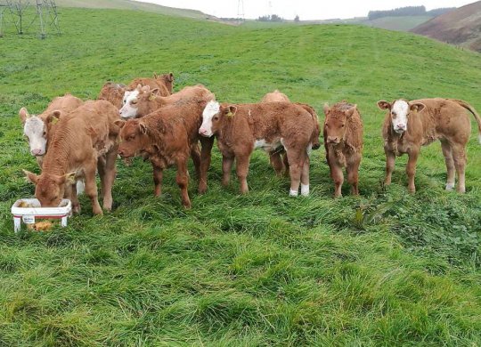 İthal Limousin Sperması