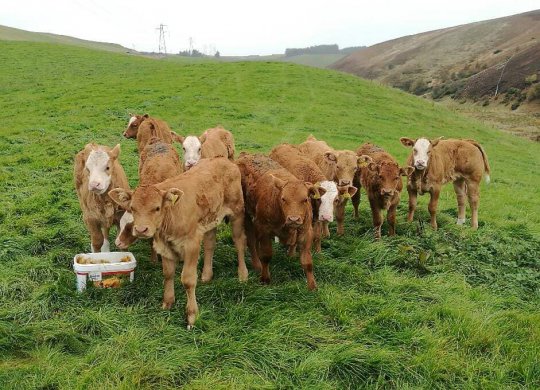 İthal Limousin Sperması