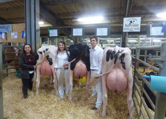 İthal Holstein Sperması