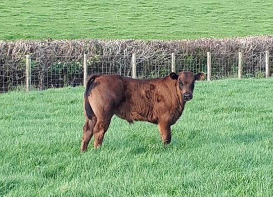 İthal Limousin Sperması