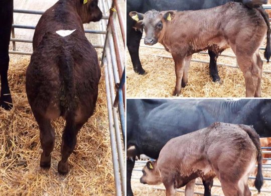 İthal Limousin Sperması