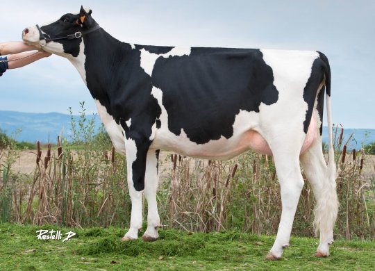 İthal Holstein Sperması