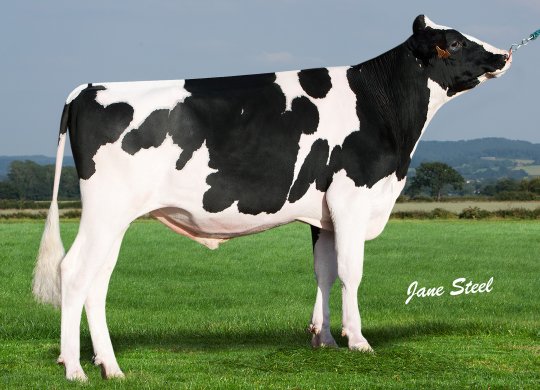 İthal Holstein Sperması
