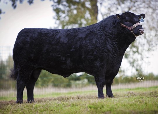 İthal Aberdeen Angus Sperması