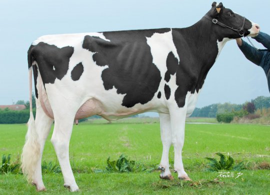 İthal Holstein Sperması
