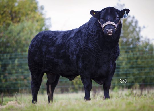 İthal Aberdeen Angus Sperması
