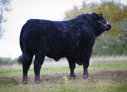 İthal Aberdeen Angus Sperması
