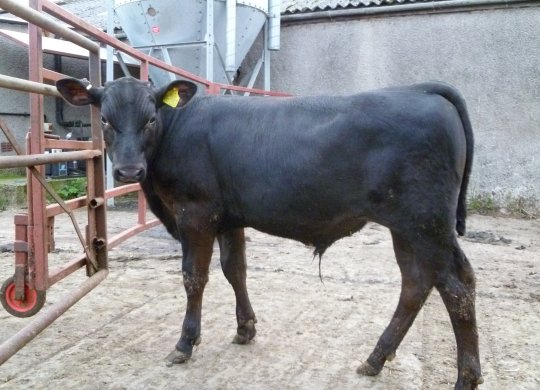 İthal Aberdeen Angus Sperması