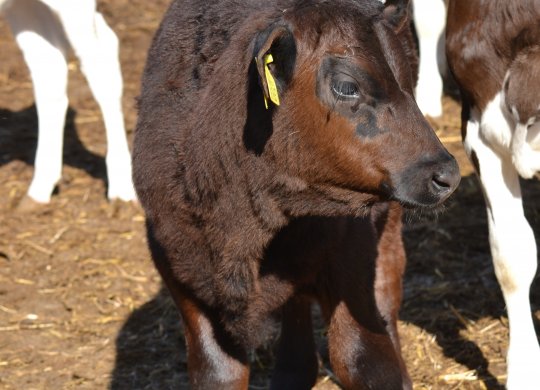 İthal Aberdeen Angus Sperması