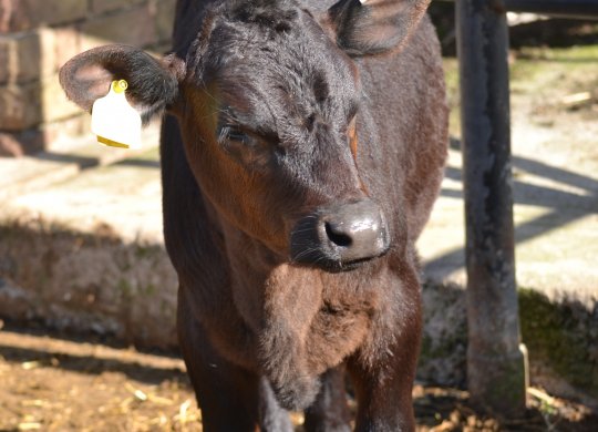 İthal Aberdeen Angus Sperması