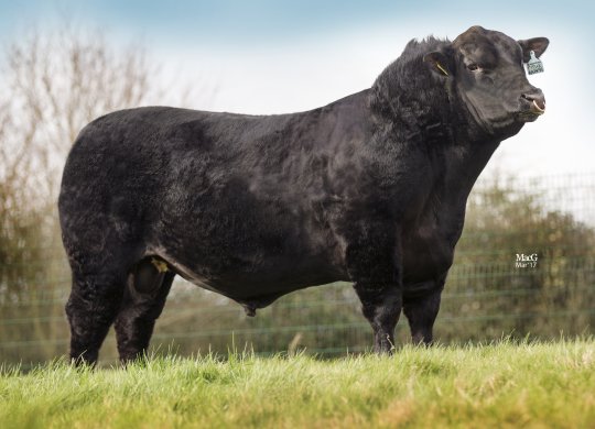 İthal Aberdeen Angus Sperması