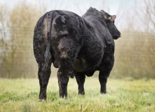 İthal Aberdeen Angus Sperması