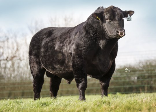 İthal Aberdeen Angus Sperması