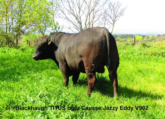 İthal Aberdeen Angus Sperması