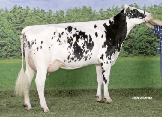 İthal Holstein Sperması