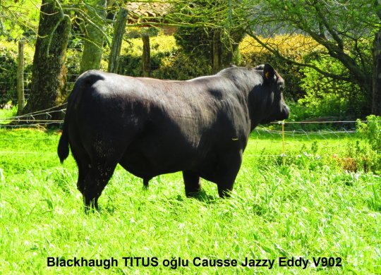 İthal Aberdeen Angus Sperması