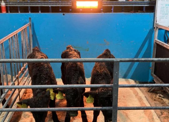 İthal Aberdeen Angus Sperması