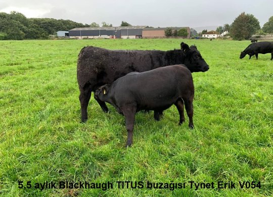 İthal Aberdeen Angus Sperması