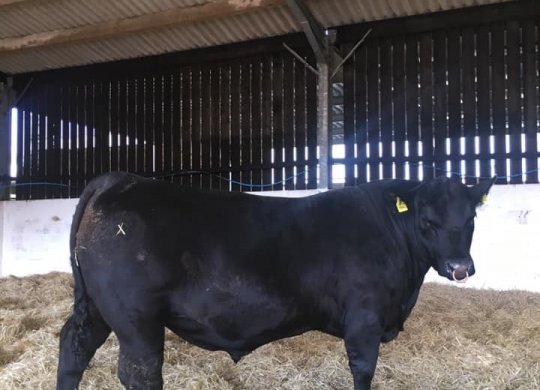 İthal Aberdeen Angus Sperması