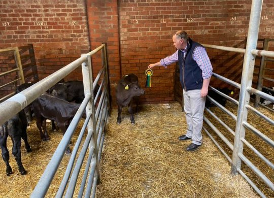 İthal Aberdeen Angus Sperması
