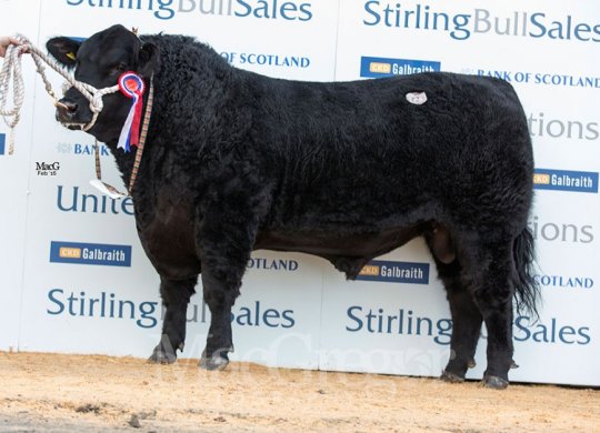 İthal Aberdeen Angus Sperması