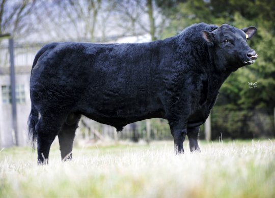 İthal Aberdeen Angus Sperması