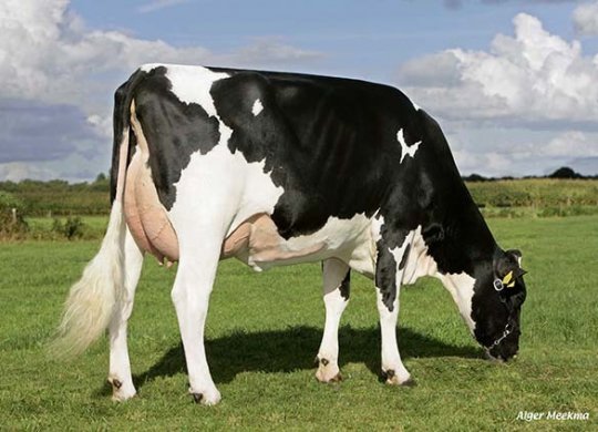 İthal Holstein Sperması