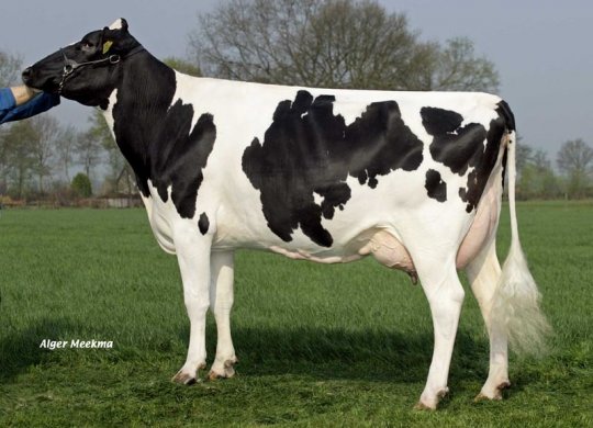 İthal Holstein Sperması