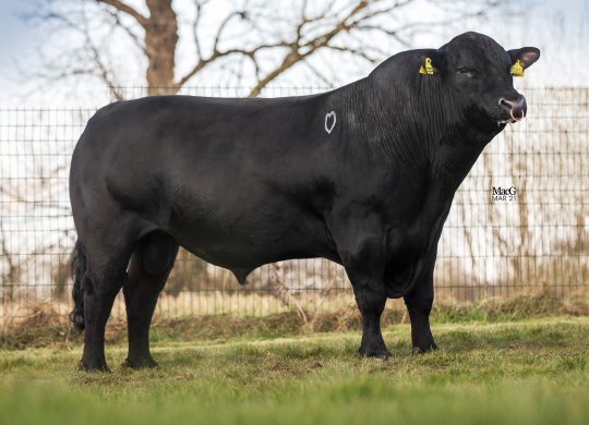 İthal Aberdeen Angus Sperması