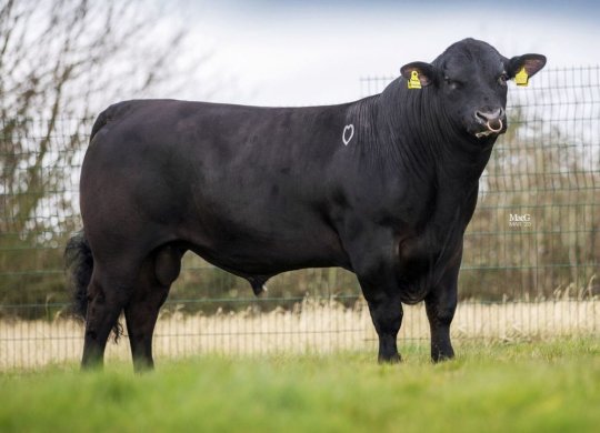 İthal Aberdeen Angus Sperması