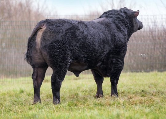 İthal Aberdeen Angus Sperması