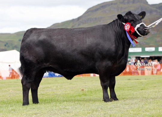 İthal Aberdeen Angus Sperması