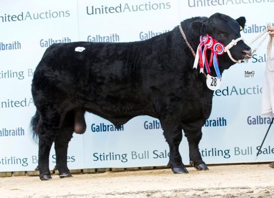 İthal Aberdeen Angus Sperması