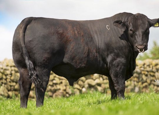 İthal Aberdeen Angus Sperması
