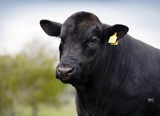 İthal Aberdeen Angus Sperması