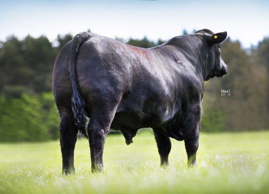 İthal Aberdeen Angus Sperması