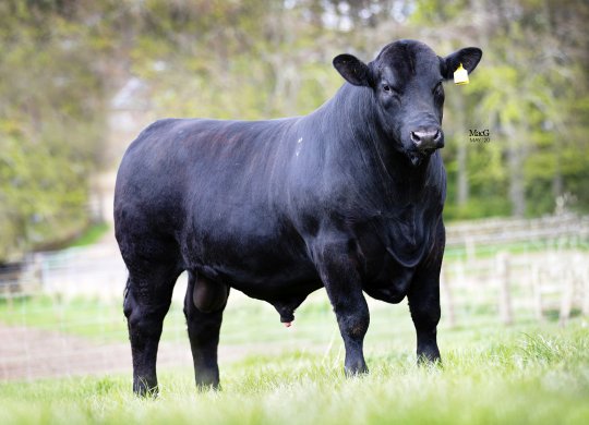 İthal Aberdeen Angus Sperması
