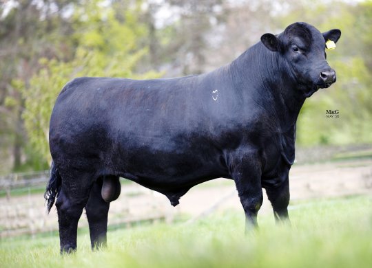 İthal Aberdeen Angus Sperması