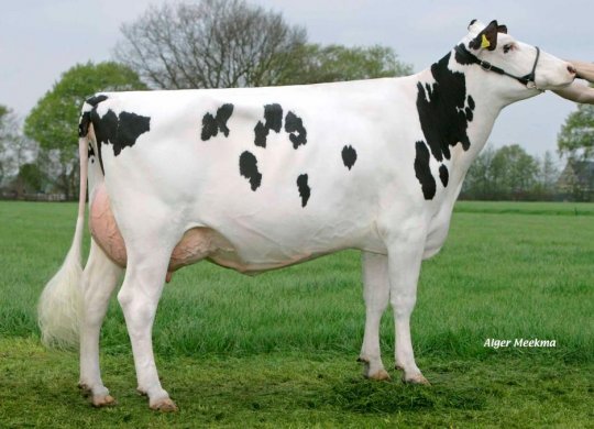 İthal Holstein Sperması